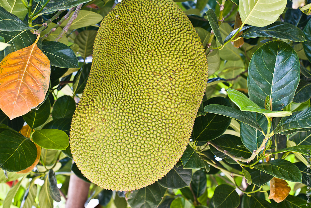 джекфрут в Таиланде