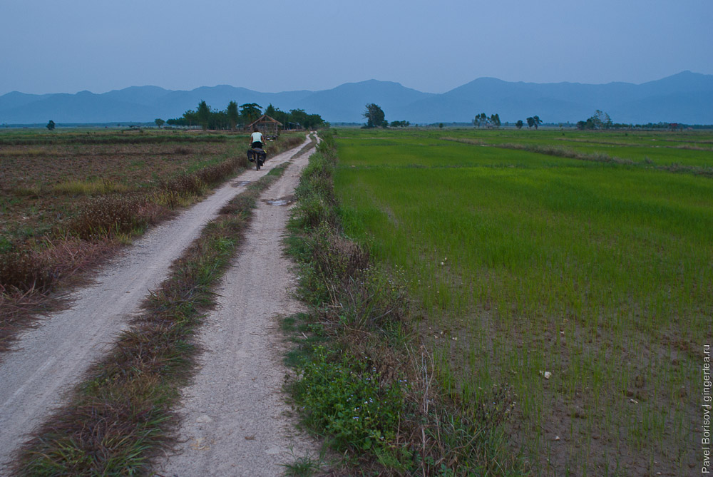 велосипедист едет вдоль рисового поля Таиланд
