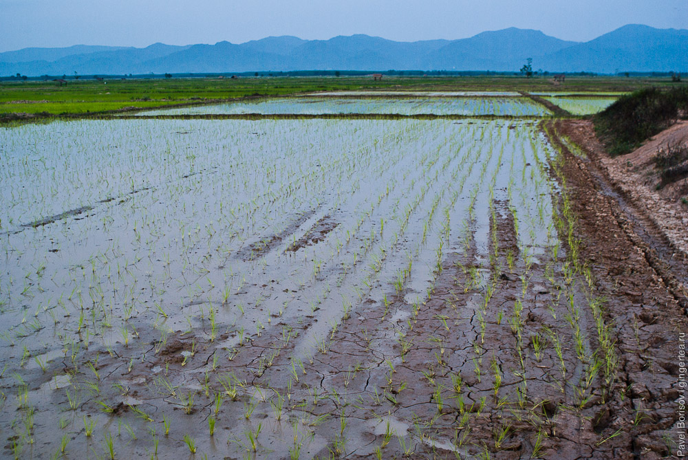 рисовая рассада на поле, как сажают рис