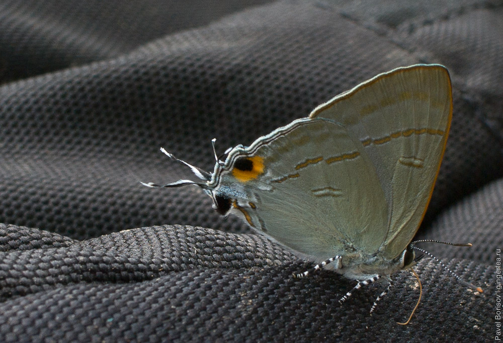 бабочка с ложной головой, глазами и усиками на задней части крыла