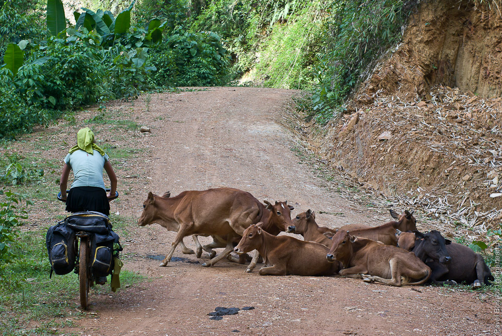 дорога вдоль Меконга от Сиен Дао до Сиен Кока и коровы